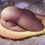 V4H00DEB27E9B916AB22CEE4C601BB28D9BR4902971P6