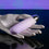 V4HAE8C1C08002A0580FE12978AB2A31EFER4897531P4